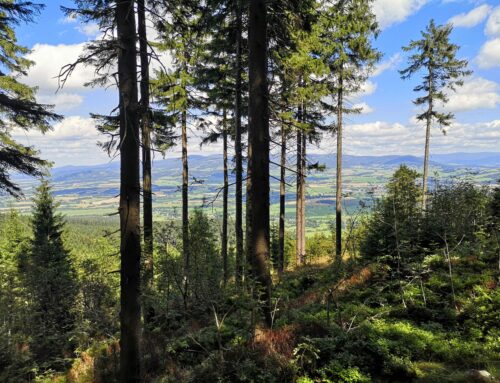 České lesy začaly předloni po čtyřech letech opět pohlcovat uhlík