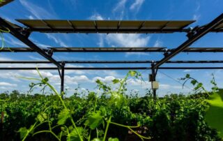 Solární panely nad vinicí. Zdroj: Sun'Agri