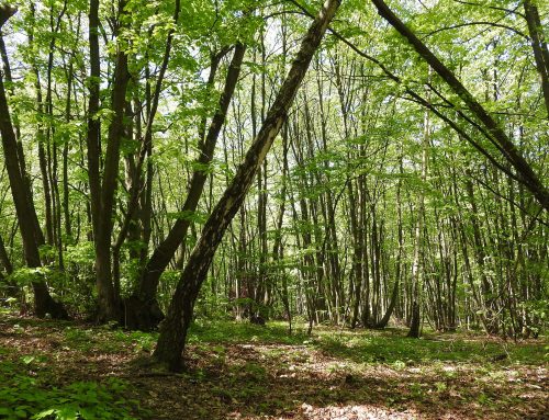 Lesy musí být pestré, aby odolaly dopadům změny klimatu, jako jsou sucha, kůrovec či požáry