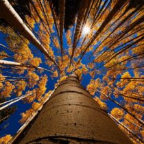 Pozor na sázení stromů. Marketingově vypadá dobře, ale klimatickou změnu tím nezastavíme