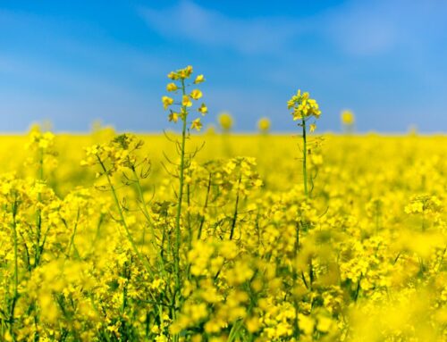 Biopaliva první generace jsou neefektivní. Zabírají přes desetinu polí, ale pokrývají setinu spotřeby