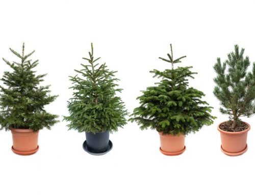 Vánoční stromek musí být český a v květináči. Nejlépe z půjčovny