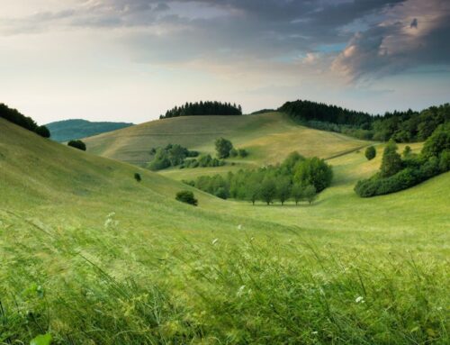 „Nepoužíváme skoro syntetická hnojiva a vyděláváme víc,“ shodují se regenerativní farmáři