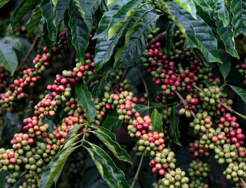 Vědci hledají druhy kávy, které nejlépe snesou klimatickou změnu