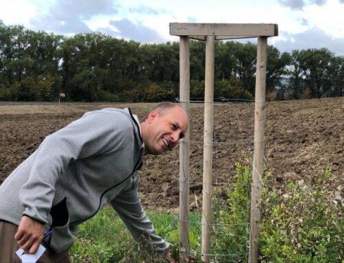 Stromy pro zvěř i půdu. Pruhem rozdělili velký lán pole a nechali ho zarůst