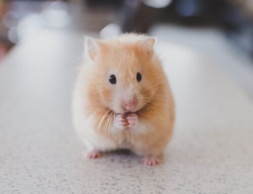 Myši udušené botoxem. Testování kosmetiky na zvířatech v Evropské unii pokračuje navzdory zákazu