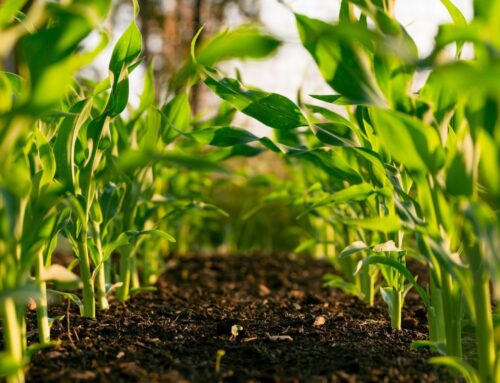 Dotace nepodporují biodiverzitu, ale hlavně zvyšují příjmy zemědělců. Malé farmy se v tom od velkých neliší