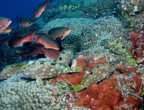 Na volném moři dosud neplatila žádná ochrana biodiverzity. Ústava pro oceány pomůže