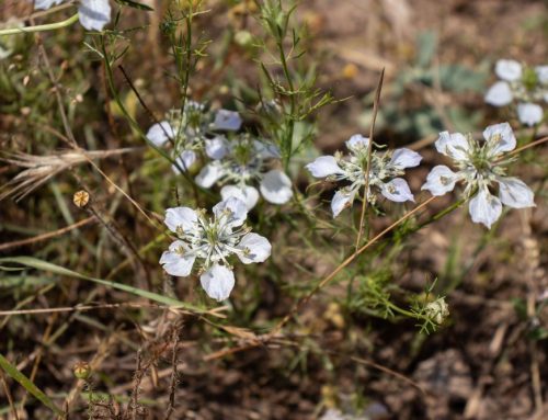 Nechat část půdy po sklizni ležet ladem prospívá biodiverzitě. Na úhorech se objevuje i vzácný plevel