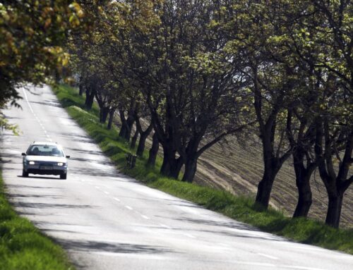 Podél silnic ubylo přes sto tisíc stromů. Kraje často nemají na výsadbu nových dostatek peněz