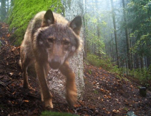 Návrat vlků do české krajiny. Jejich rozšíření zatím brání člověk
