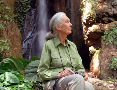 Nacházíme se v době šestého masového vymírání, říká legendární primatoložka Jane Goodallová