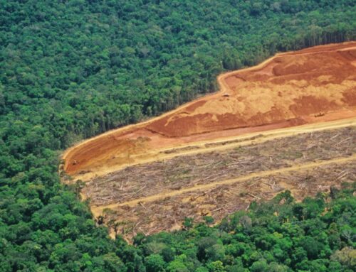 Nařízení proti odlesňování bylo znovu o rok odloženo. Ještě předtím se má ale zjednodušit