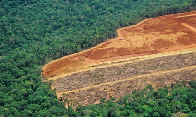 Odlesňování je jedním z celosvětových problémů, kterým se věnuje organizace Preferred by Nature. Foto: iStock