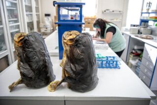 Sumci vylovení z Lipna v laboratoři Mikrobiologického ústavu Akademie věd ČR. Foto: Kateřina Hefler, Ekonews