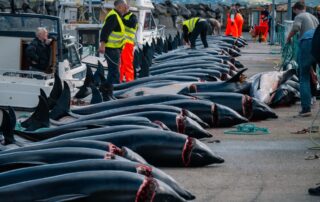 Lov plískavic na Faerských ostrovech je součástí tamní tradice, tak zvaného grindadrápu. Přístavní molo ve Skálabotnuru. Foto: Youenn Kerdavid, Sea Shepherd
