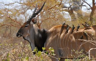V Senegalu žijí asi dvě stovky jedinců západního poddruhu antilopy Derbyho. Foto: poskytnuto spolkem Antelope Conservation