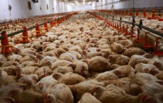 Spolek Obraz zveřejnil videonahrávky z tuzemských chovů. Tento je v Blšanech u Loun. Foto: poskytnuto spolkem Obraz