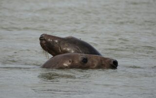 Tuleni kuželozubí jsou čím dál tím častěji viděni i nedaleko Berck-sur-mer v severní Francii, kde Lamanšský průliv přechází do Severního moře. Foto: Adrien Stachowiak, Unsplash