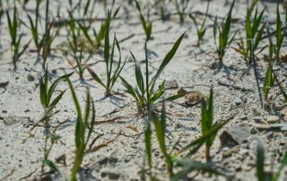 Sucha jsou kvůli klimatické změně čím dál tím častější. Ilustrační foto: Engin Akyurt, Unsplash