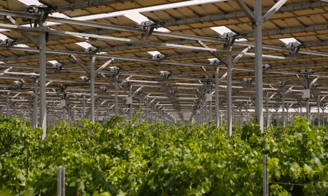 Vinice Domaine de Nidolères na francouzské straně Pyrenejí kryjí fotovoltaické panely společnosti Sun'Agri a révě to zatím prospívá. Foto: poskytnuto společností Sun'Agri