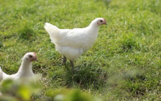Kuřata z oblasti Bresse žijí mezi 120 a 140 dny, což je výrazně déle než v případě běžně chované drůbeže. Foto: Daniel Lunter