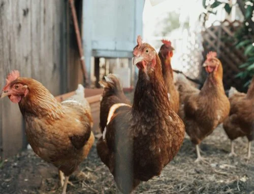 Nejezte domácí vejce, varoval nizozemský úřad, mohou obsahovat věčné chemikálie. Na „vině“ jsou žížaly