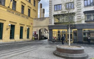 Jeden ze dvou stromů, které nechal magistrát vysadit na Jungmannově náměstí v centru Prahy. Foto: Valentina Podlesná, Ekonews