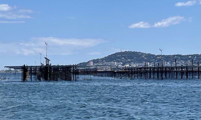 Z rámů na dvanáctimetrových dřevěných kůlech visí lana o délce 2,5 metru až deset metrů. Ústřice k nim chovatelé přilepují s pomocí cementu. Foto: Tomáš Pohanka, Ekonews
