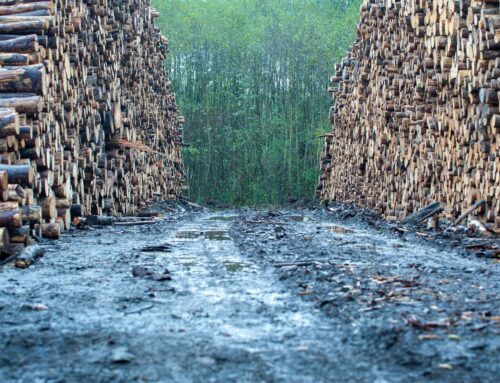 Biomasa jako slepá ulička dekarbonizace? Případ Energetického a průmyslového holdingu miliardáře Daniela Křetínského