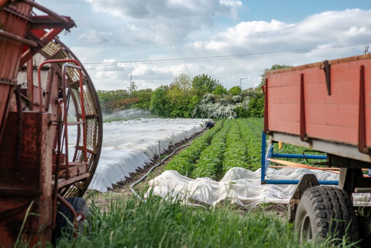 Ze zeleniny farma nabízí brambory, mrkve, cibule, petržel, p