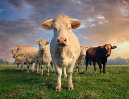Je vegetariánství z hlediska klimatické změny řešením? Možná, ale nikoli realistickým