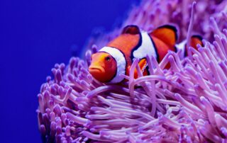 Klaun očkatý, známá z filmu jako Nemo, je jednou z nejrozpoznatelnějších korálových rybiček díky svým typickým bílo oranžovým pruhům. Foto. Unsplash