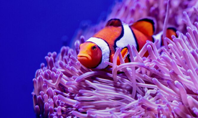 Klaun očkatý, známá z filmu jako Nemo, je jednou z nejrozpoznatelnějších korálových rybiček díky svým typickým bílo oranžovým pruhům. Foto. Unsplash