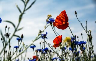Ztráta biologické rozmanitosti se zařadila mezi nejzávažnější globální hrozby, a to i pro podnikání firem. Ilustrační foto: Palle Knudsen, Unsplash