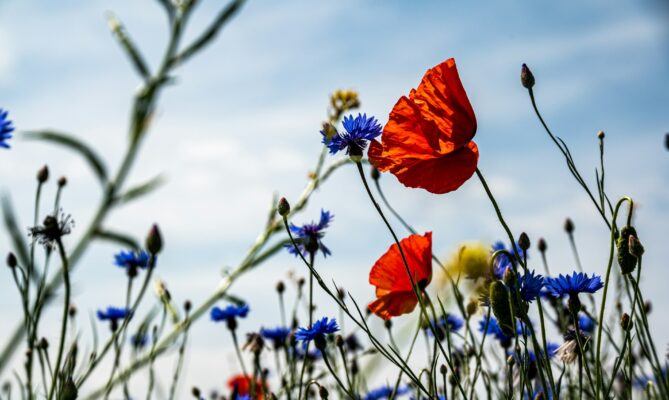 Ztráta biologické rozmanitosti se zařadila mezi nejzávažnější globální hrozby, a to i pro podnikání firem. Ilustrační foto: Palle Knudsen, Unsplash