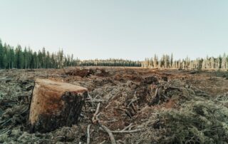 Odlesňováním planety člověk výrazně přispívá podle vědců k jejímu oteplování. Ilustrační foto: Roya Ann Miller, Unsplash