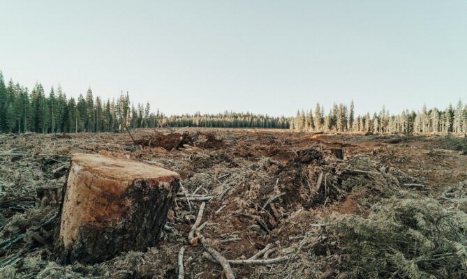 Odlesňováním planety člověk výrazně přispívá podle vědců k jejímu oteplování. Ilustrační foto: Roya Ann Miller, Unsplash