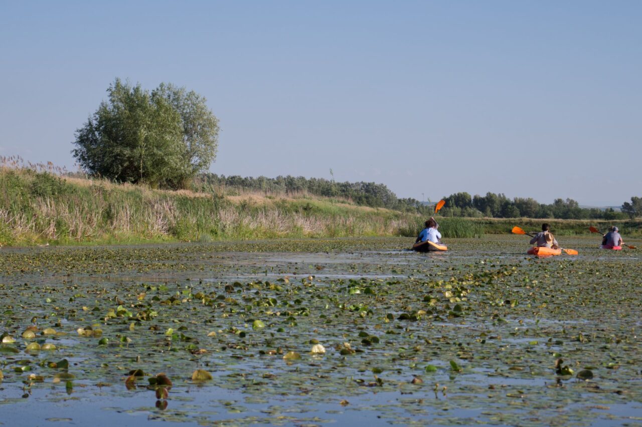 Rumunský mokřad Gârla Mare stát v 80. letech přeměnil na rybí farmy. Velká část ale následně skončila opuštěná a mokřad strádal. Foto: Tereza Koudelová