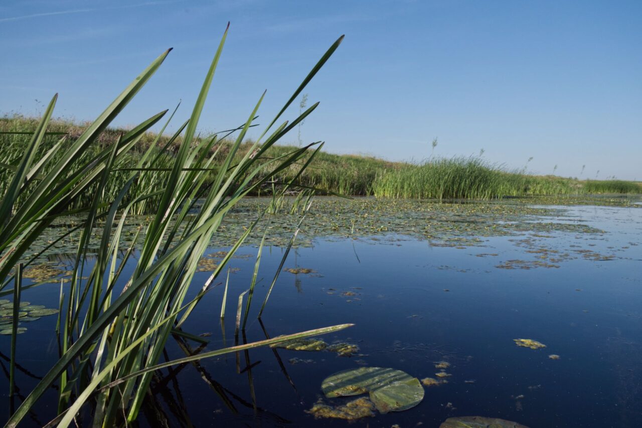 Hlavním úkolem projektu bylo propojit opět mokřad s Dunajem. Foto: Tereza Koudelová, Ekonews