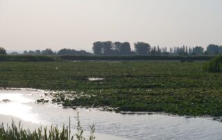 Během povodní má mokřad Gârla Mare na jihozápadě Rumunska kapacitu zadržet okolo pěti milionů kubíků vody. Foto: Tereza Koudelová, Ekonews