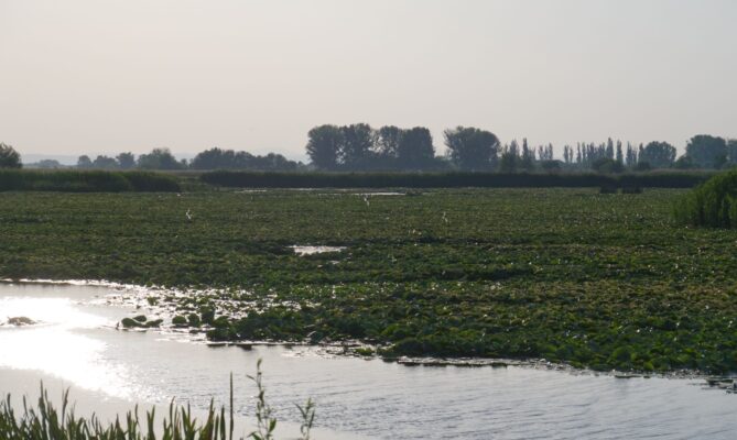 Během povodní má mokřad Gârla Mare na jihozápadě Rumunska kapacitu zadržet okolo pěti milionů kubíků vody. Foto: Tereza Koudelová, Ekonews