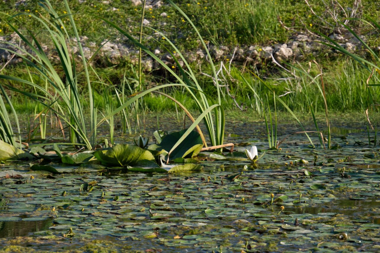 Revitalizace přímo pozitivně ovlivňuje hydrologii na 400 hektarech. Foto: Tereza Koudelová, Ekonews