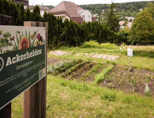 Hřbitovní bio zelenina. Ve Vídni se jí daří, Česko je ohledně takového zahradničení konzervativní