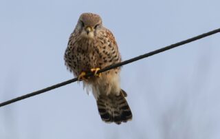 Pokud jde o nebezpečí týkající se elektrického vedení, poštolky patří k nejpostiženějším druhům. Foto: Kevin Hessey, Unsplash