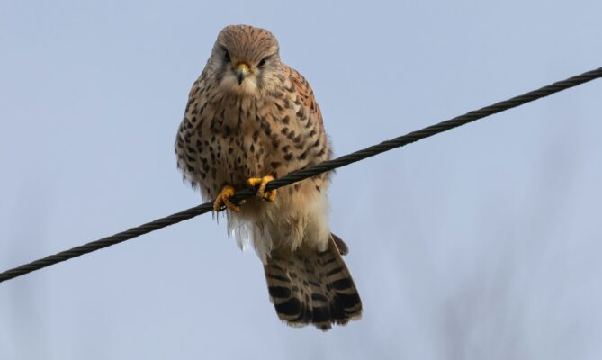 Pokud jde o nebezpečí týkající se elektrického vedení, poštolky patří k nejpostiženějším druhům. Foto: Kevin Hessey, Unsplash