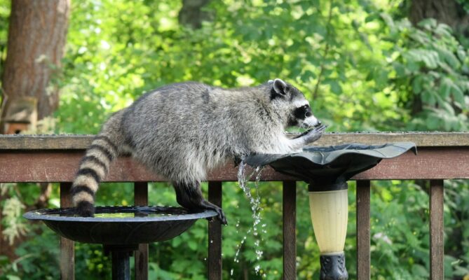 Mýval severní je velmi obratný a inteligentní všežravec. Proto patří k nejúspěšnějším invazním druhům. Ilustrační foto: fr0ggy5, Unsplash