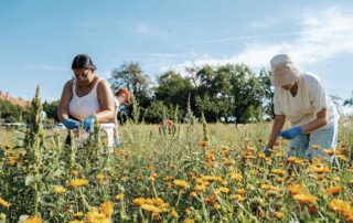 Pole na Moravě v režimu ekologického zemědělství o rozloze přibližně tří hektarů ročně vyprodukují okolo 400 kilogramů květů měsíčku. Foto: Purity Vision