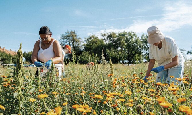 Pole na Moravě v režimu ekologického zemědělství o rozloze přibližně tří hektarů ročně vyprodukují okolo 400 kilogramů květů měsíčku. Foto: Purity Vision