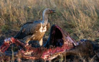 V Keni bylo rozkládání mršin hospodářských zvířat téměř třikrát pomalejší, když se na jejich likvidaci nepodíleli supi. Ilustrační foto: Ahmed Galal, Unsplash